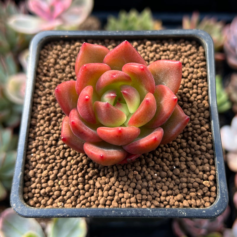 Echeveria Agavoides 'Red Wine' 1