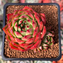 Echeveria Agavoides 'Mocha' 2" Succulent Plant