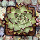 Echeveria Agavoides 'Super Black' 4" Succulent Plant