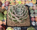 Echeveria Agavoides sp. 3" Succulent Plant
