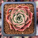 Echeveria 'Pulodo' 1" Succulent Plant