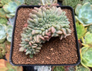 Echeveria 'Ariel' Crested 4" Succulent Plant
