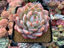 Echeveria 'Orange Monroe' 4" Powdery Succulent Plant