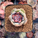 Echeveria 'Trumso' 2" Powdery Succulent Plant