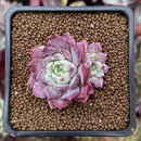 Echeveria 'Red Sun' 1" Cluster New Hybrid Succulent Plant