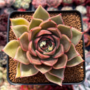 Echeveria Agavoides sp. 3" Succulent Plant