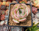 Echeveria 'Dalpi' New Hybrid 2" Succulent Plant
