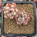 Echeveria 'Mexensis Zaragoza' 1" Small Seedling Cluster Succulent Plant