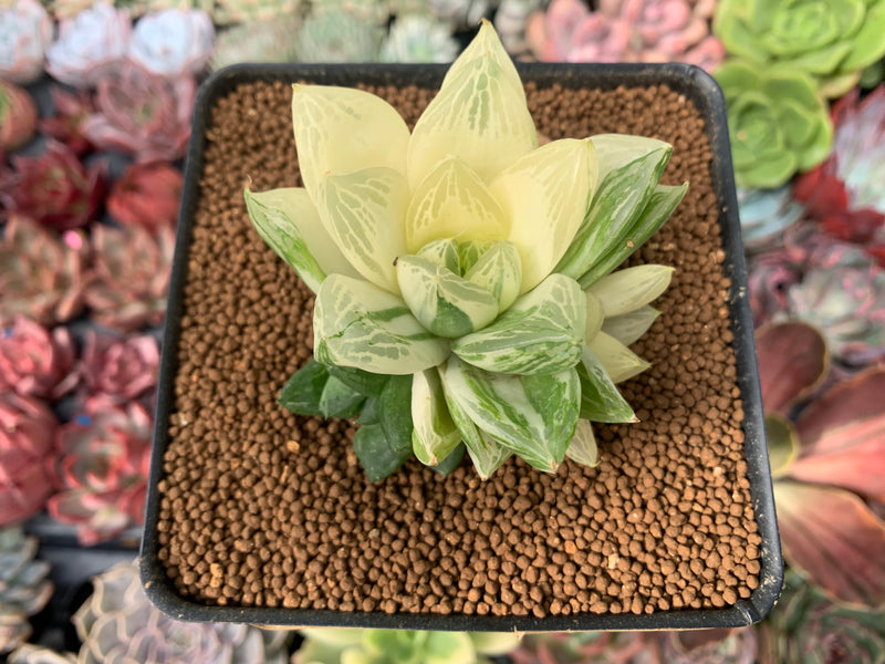 Haworthia 'Cymbiformis' Variegated 3