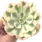 Echeveria 'Compton Carousel’ 3”-4" Succulent Plant