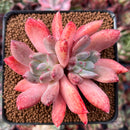 Echeveria 'Spica' 3" Succulent Plant