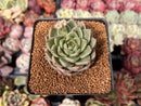 Echeveria 'Silver Ebony' 2" Succulent Plant