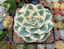 Echeveria 'Compton Carousel' Variegated 4"-5" Succulent Plant