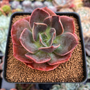 Echeveria 'Blue Metal' 2"-3" Succulent Plant
