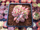 Echeveria 'Marcel' 2" Cluster Succulent Plant