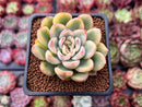 Echeveria 'Pulidonis' Variegated 2" Succulent Plant