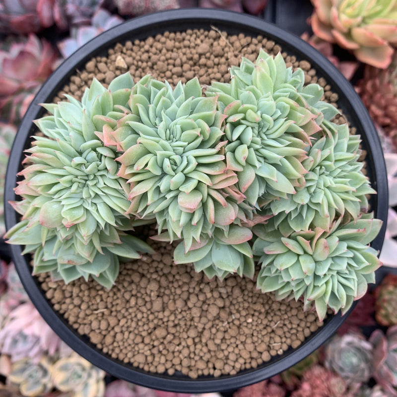 echeveria crested succulent Echeveria 'Pansy' Crested 5" Succulent Plant – True Succulents Plant Co