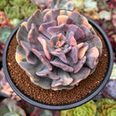 Echeveria 'Cubic Frost' Variegated 4" Large Succulent Plant