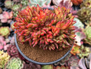 Echeveria Agavoides 'Elkhorn' Crested 4"-5" Succulent Plant