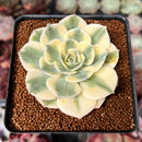 Echeveria 'Compton Carousel' 2" Succulent Plant