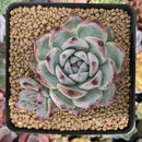 Echeveria 'White Robin' 3" Succulent Plant