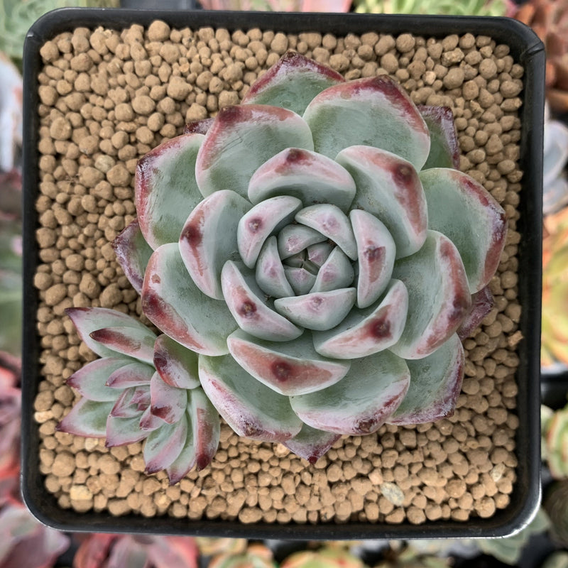 white succulents for sale Echeveria 'White Robin' 3" Succulent Plant – True Succulents Plant Co