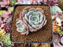 Echeveria 'Softball' 2"-3" Cluster Succulent Plant