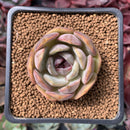 Echeveria 'Mirinie' 1" Succulent Plant