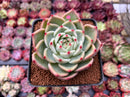 Echeveria 'Flora' 3" Succulent Plant