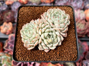 Echeveria 'White Zaragoza' 2" Succulent Plant