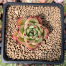Echeveria Agavoides 'Shurin' 3" Succulent Plant