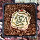 Echeveria 'Compton Carousel' 1" Succulent Plant