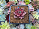 Echeveria Agavoides 'Red Ebony' 1" Succulent Plant