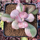 Echeveria 'Suyon Frill' Variegated 2" Succulent Plant