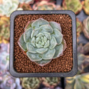 Echeveria 'Snow Drop' 1" New Hybrid Succulent Plant