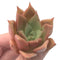 Echeveria 'Mexican Giant' x 'Agavoides' 2" Rare Succulent Plant