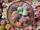 Echeveria 'Linguas' 4"-5" Succulent Plant