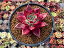 Echeveria Agavoides 'Oculus' 3" Succulent Plant