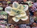 Echeveria 'Japan Moon River' Variegated 3" Cutting Succulent Plant