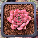 Echeveria 'Sarahime' Hybrid 1" New Hybrid Succulent Plant