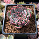 Echeveria 'Marcel' 1" Succulent Plant