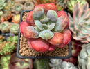 Echeveria 'Hearts Delight' 2" Succulent Plant