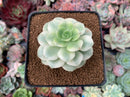 Echeveria 'Nicksana' Variegated 2" Succulent Plant