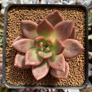 Echeveria Agavoides 'Baekya' 2" Succulent Plant