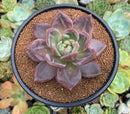 Echeveria Agavoides 'White Knight' 4" Succulent Plant