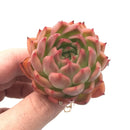 Echeveria Agavoides 'Floridity' 3" Rare Succulent Plant
