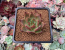 Echeveria Agavoides 'Ebony' Hybrid 2" Succulent Plant