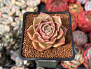 Echeveria 'Russet Plum' 1" (First Generation Seed Grown) Succulent Plant