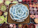 Echeveria 'Dealis' 2'-3" Powdery Succulent Plant