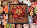 Echeveria Agavoides 'Mundy' 1" Succulent Plant